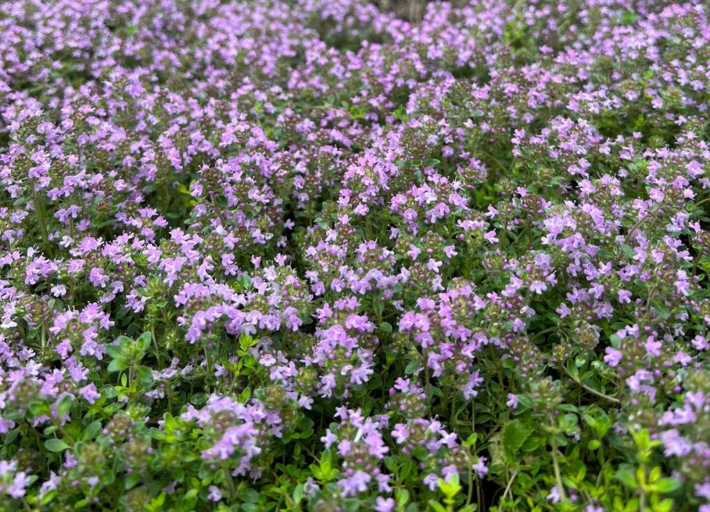 10 Best Edible Ground Cover Plants For Your Yard