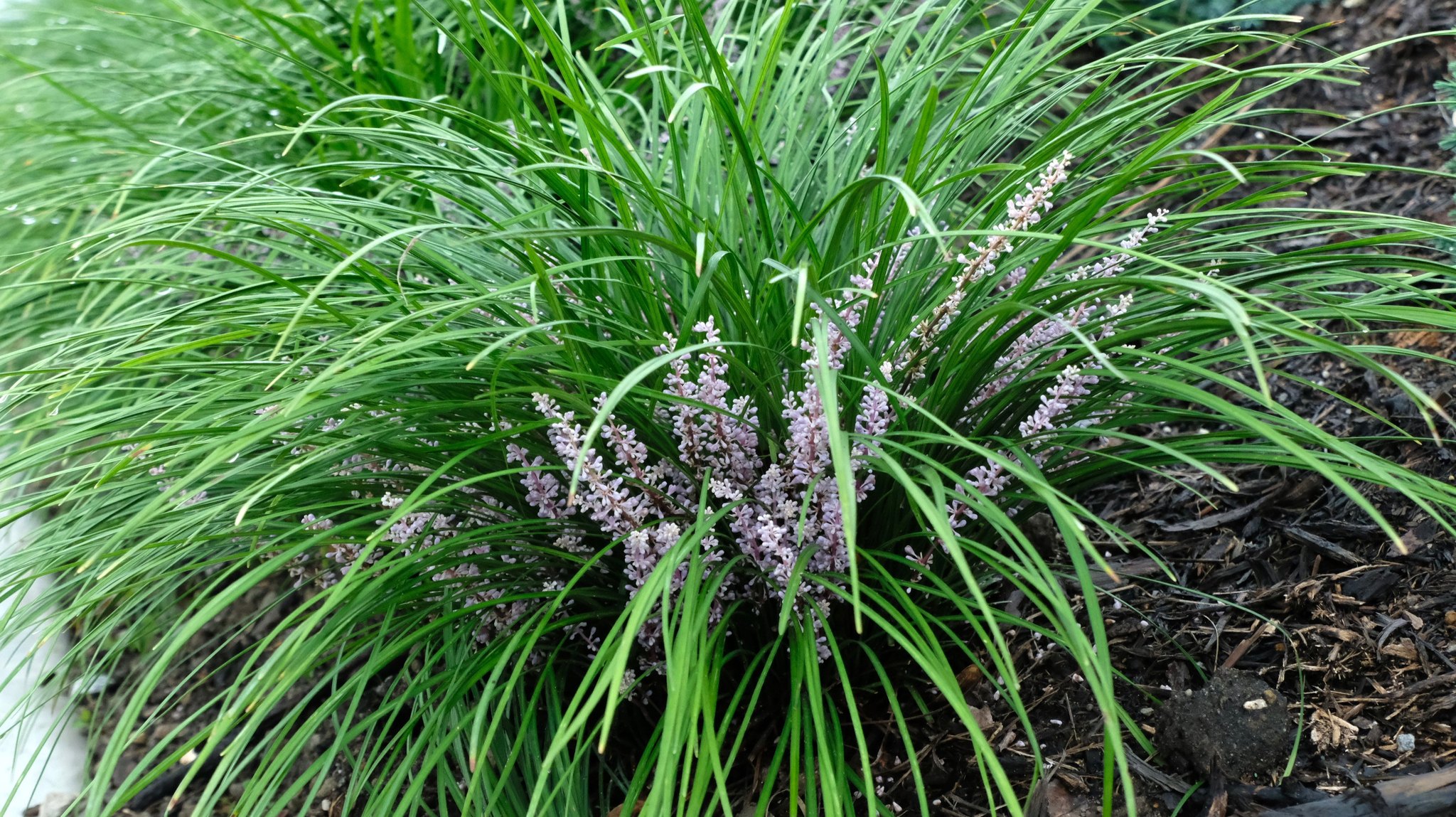 plants to grow under trees in shade