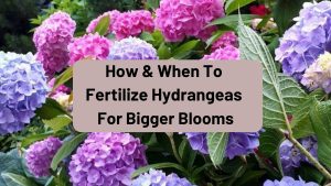 How And When To Fertilize Hydrangeas For Bigger Blooms