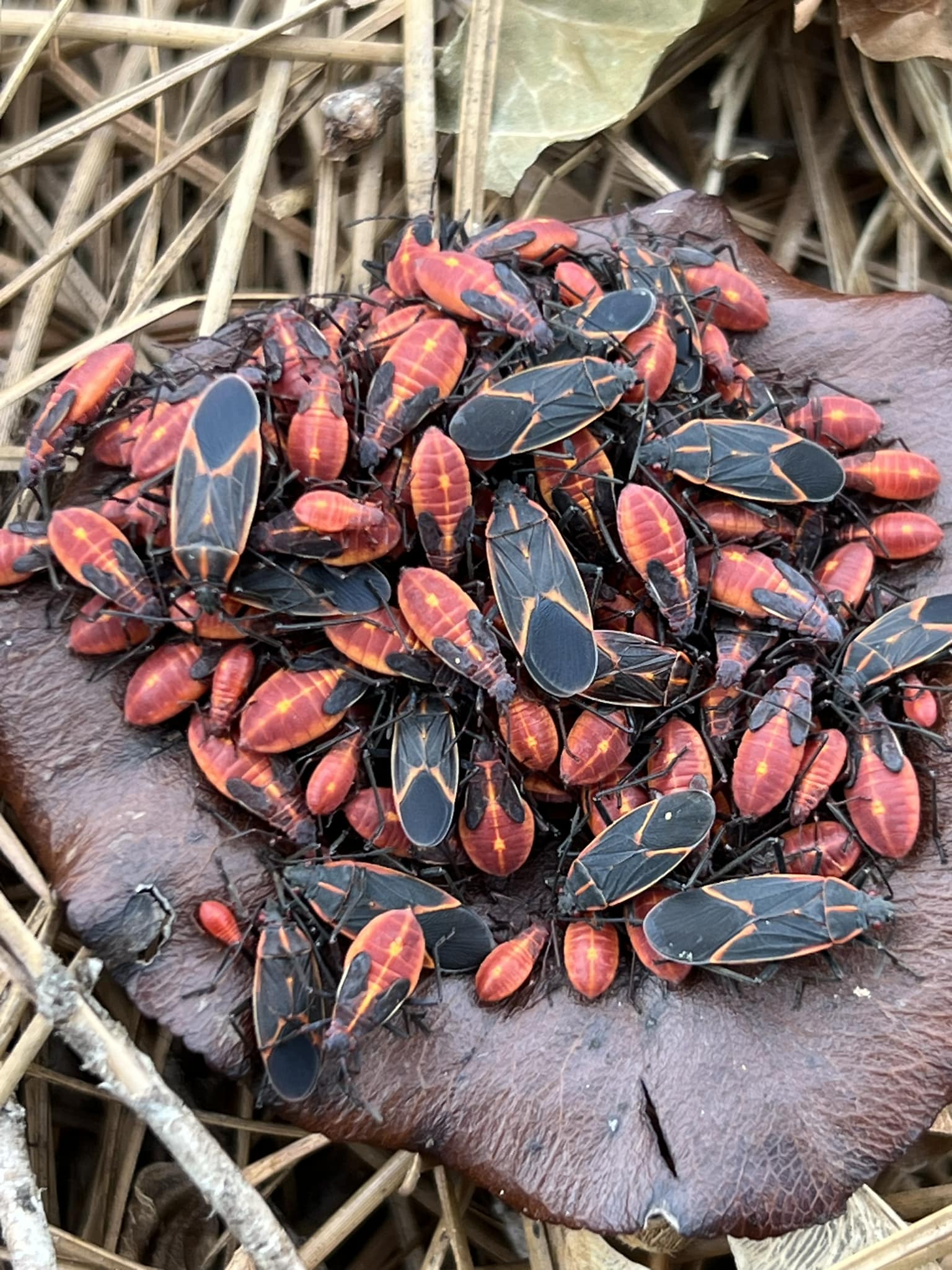 How To Get Rid Of Boxelder Bugs Outside With Dawn Soap