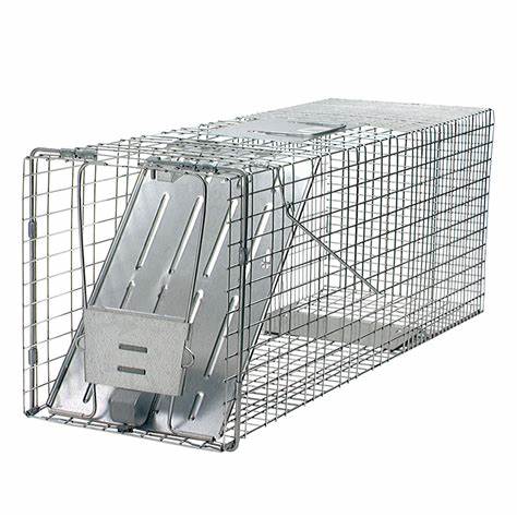 traps for squirrels