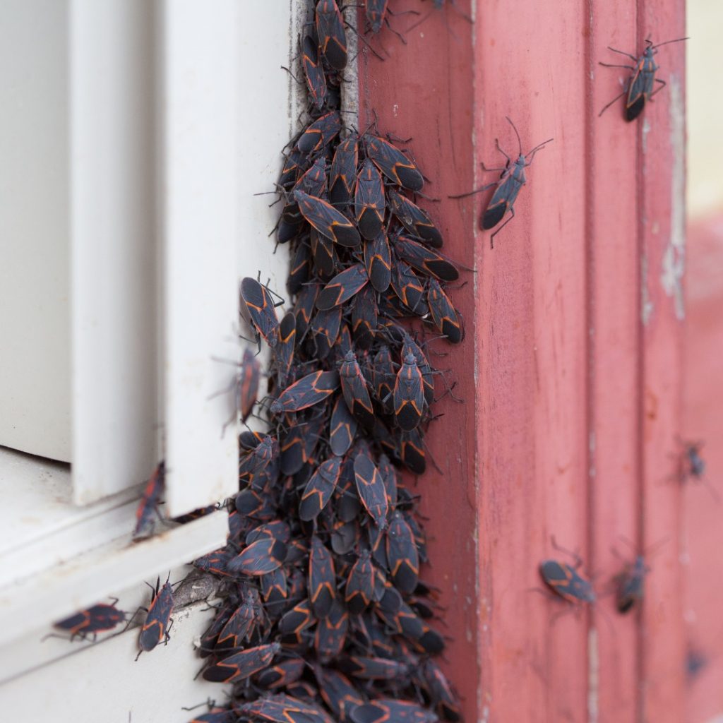 How To Get Rid Of Boxelder Bugs Outside With Dawn Soap