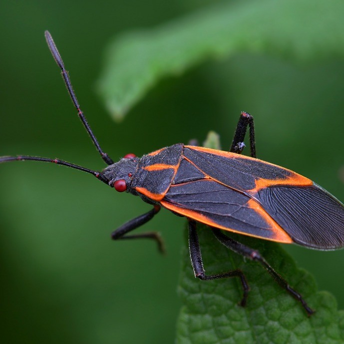 How To Get Rid Of Boxelder Bugs Outside With Dawn Soap