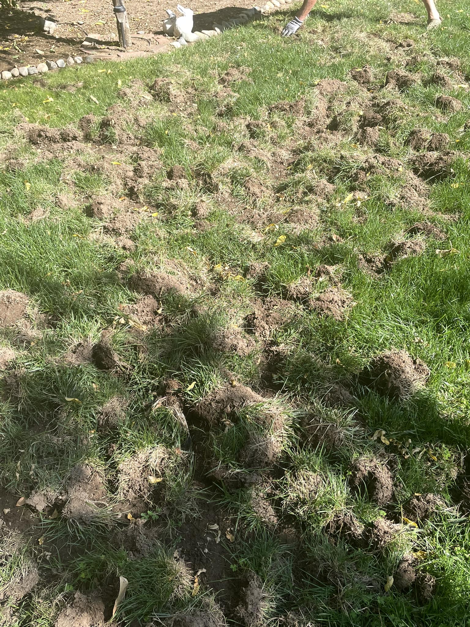 Signs of a raccoon infestation