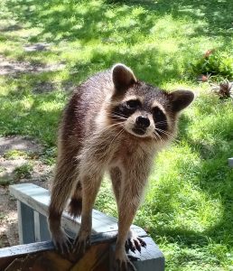 How To Get Rid Of Raccoons in Yard