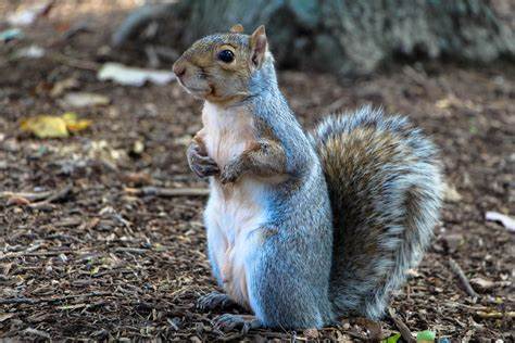 How To Get Rid Of Ground Squirrels In Your Yard