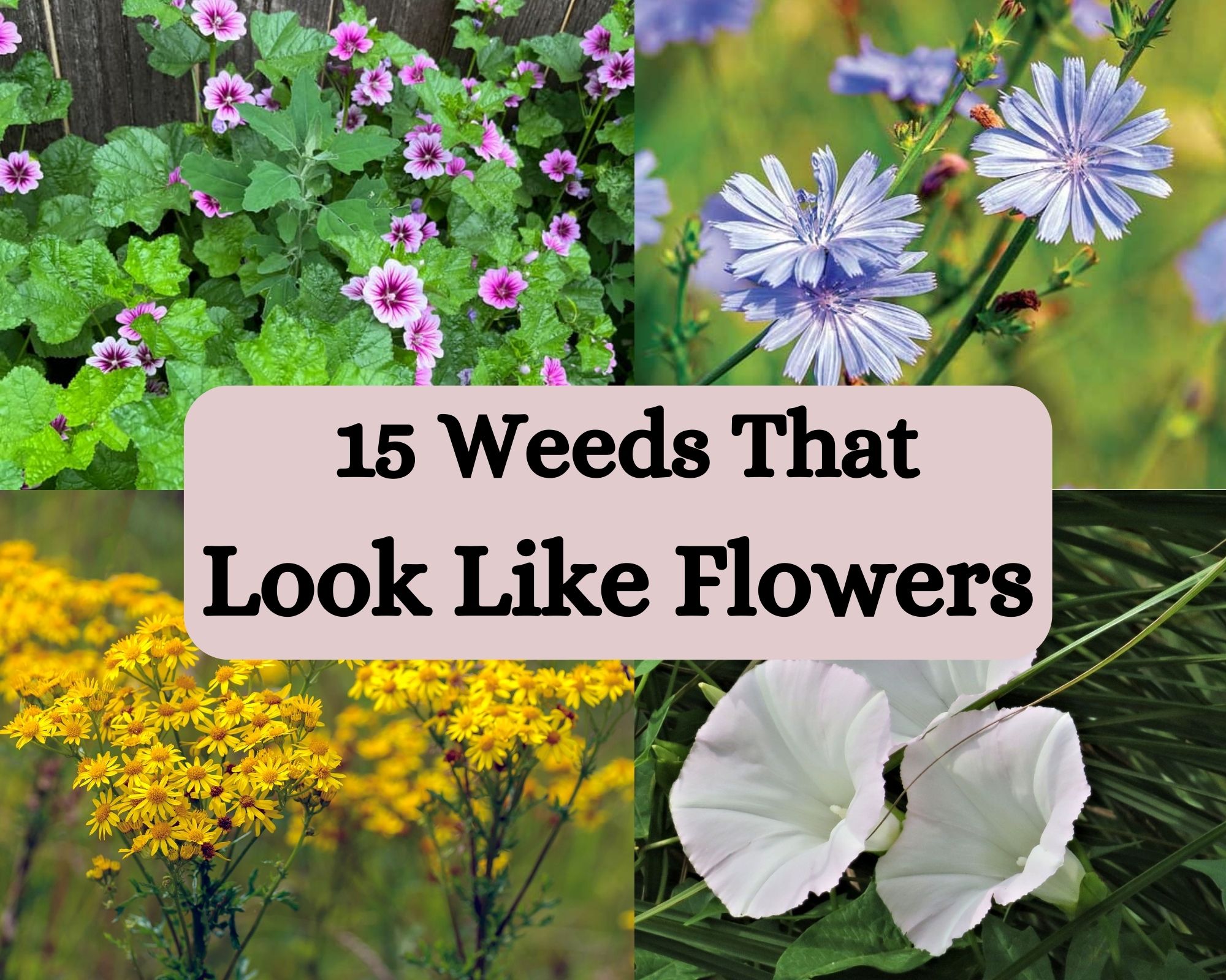 15-weeds-that-look-like-flowers-with-pictures