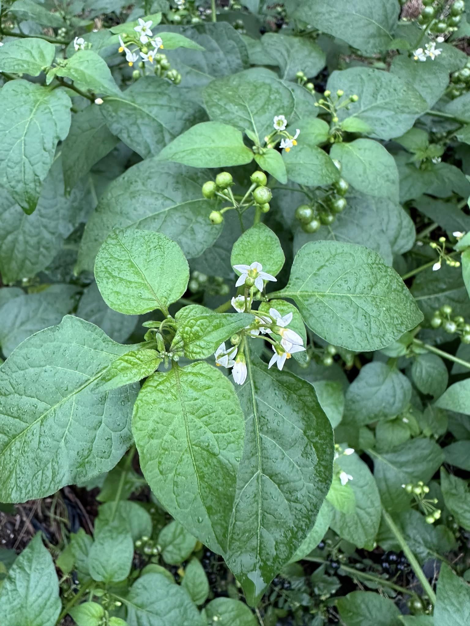 plants that look like flowers but aren't