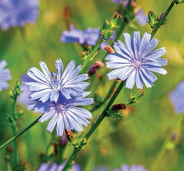 flowering weeds 