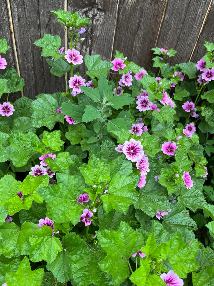 spring weeds with white flowers