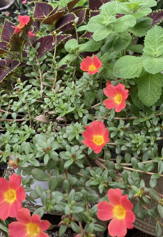 garden weeds that look like flowers