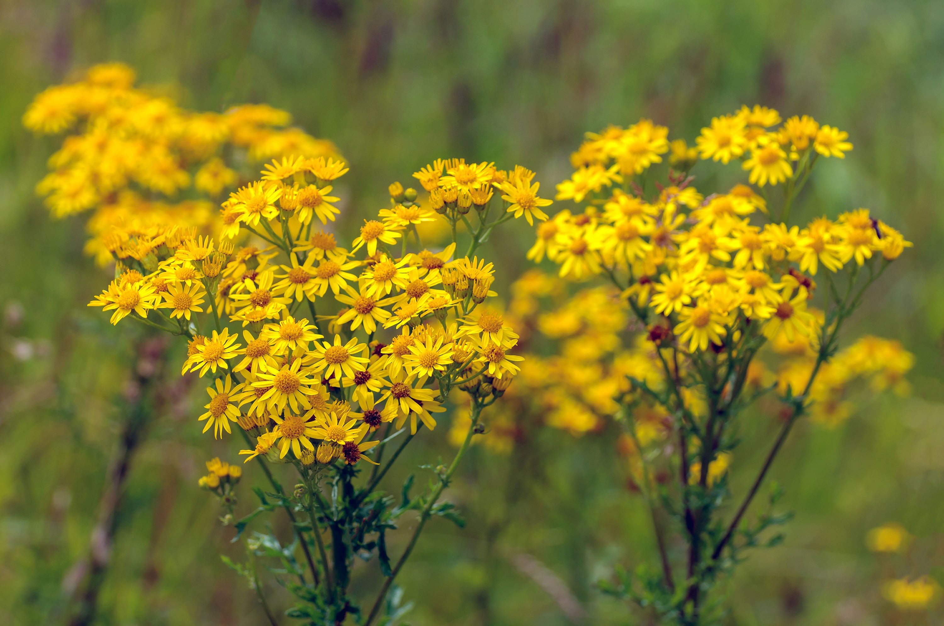 spring weeds with white flowers