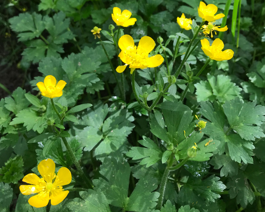 Weeds That Look Like Flowers