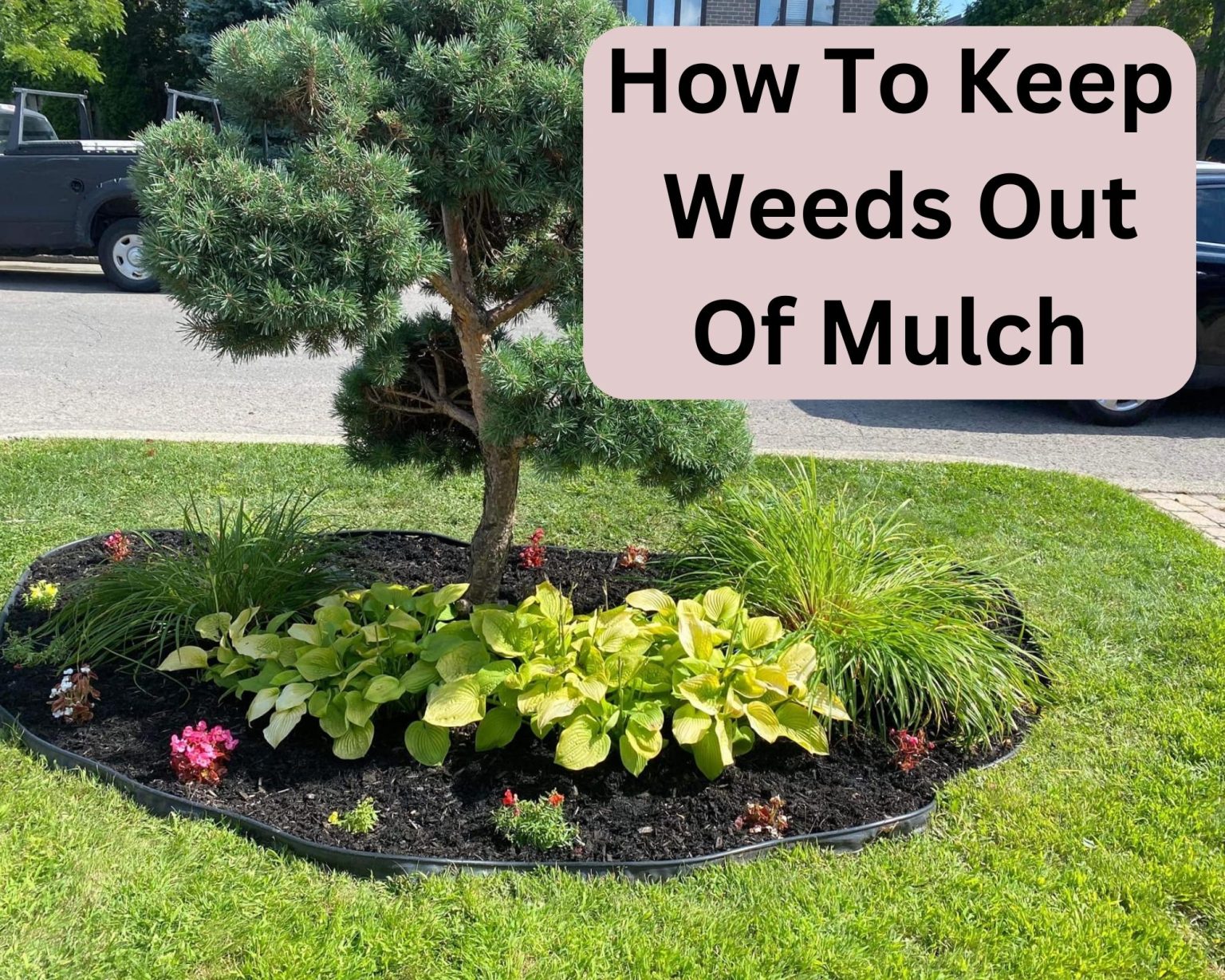 How To Keep Weeds Out Of Mulch