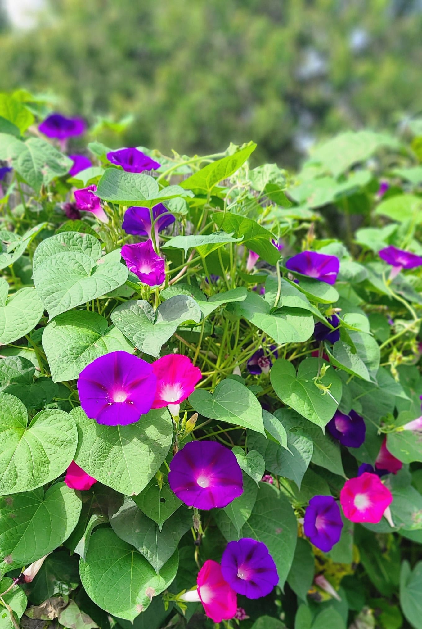Flowering weeds
