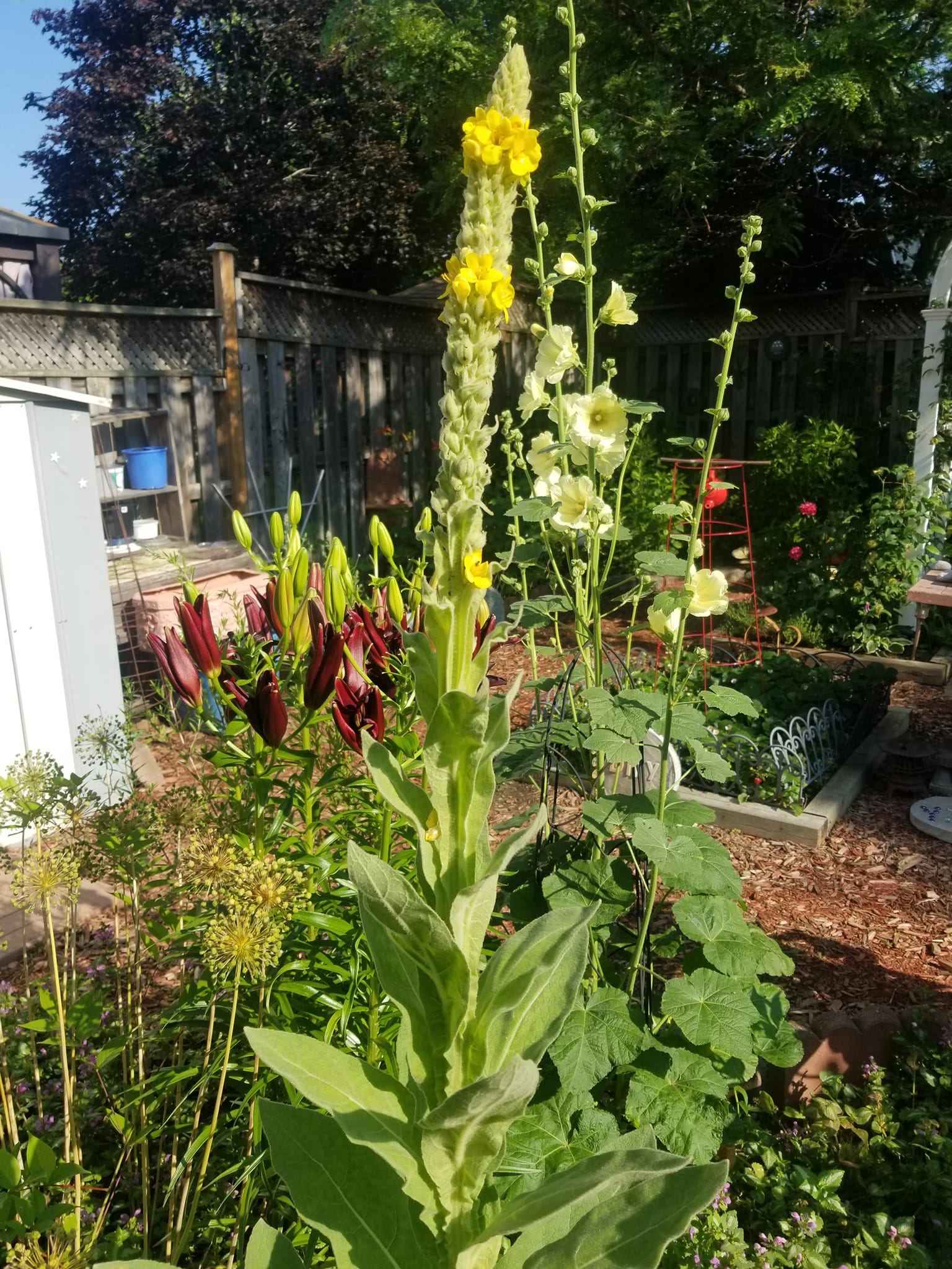 Weeds that look like flowers pictures
