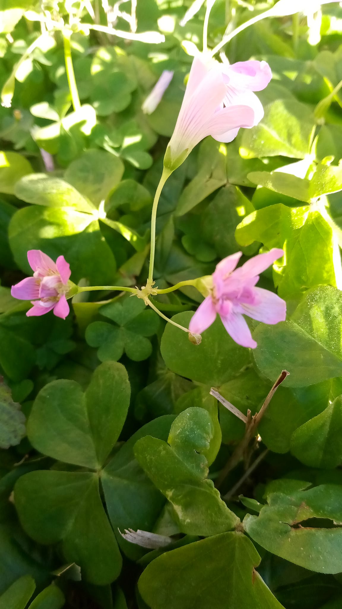 weeds with purple flowers