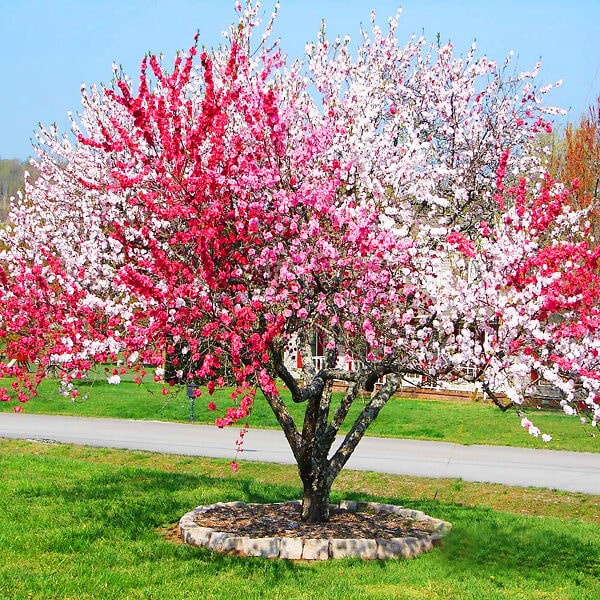 Small Trees With Non-Invasive Roots For Front Yard