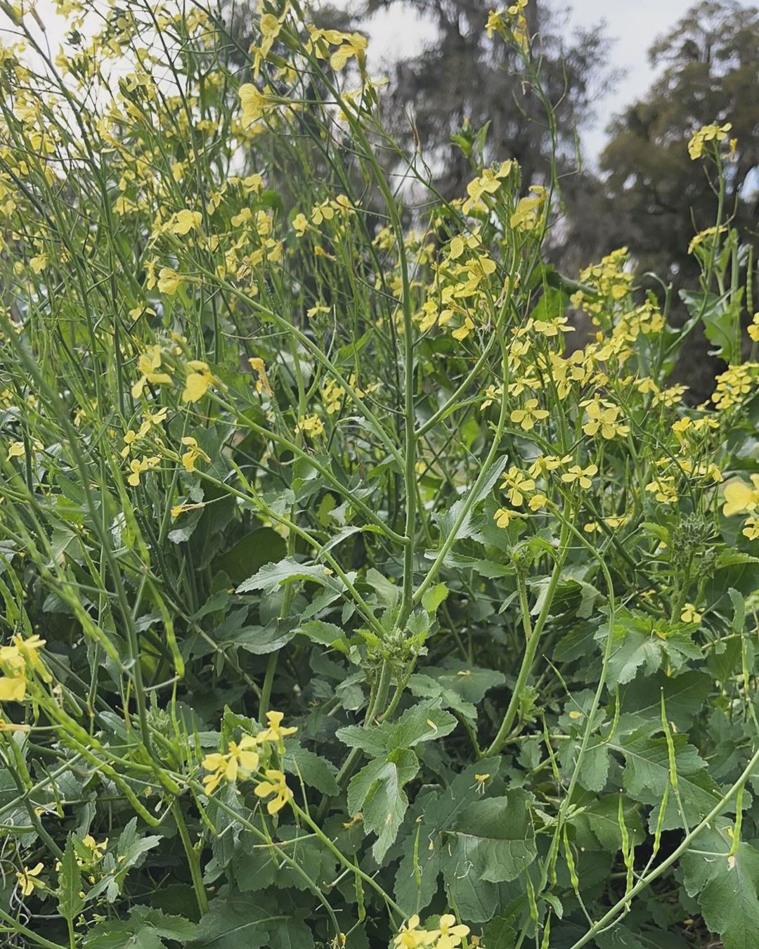 Weeds That Look Like Flowers