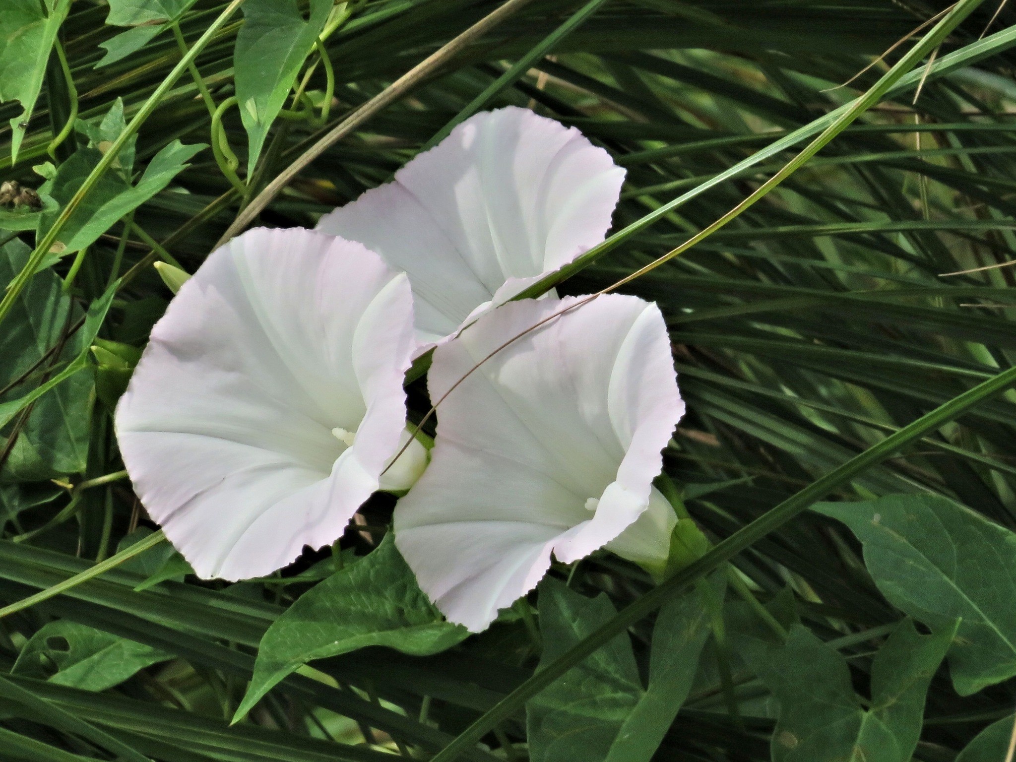 weeds with white flowers