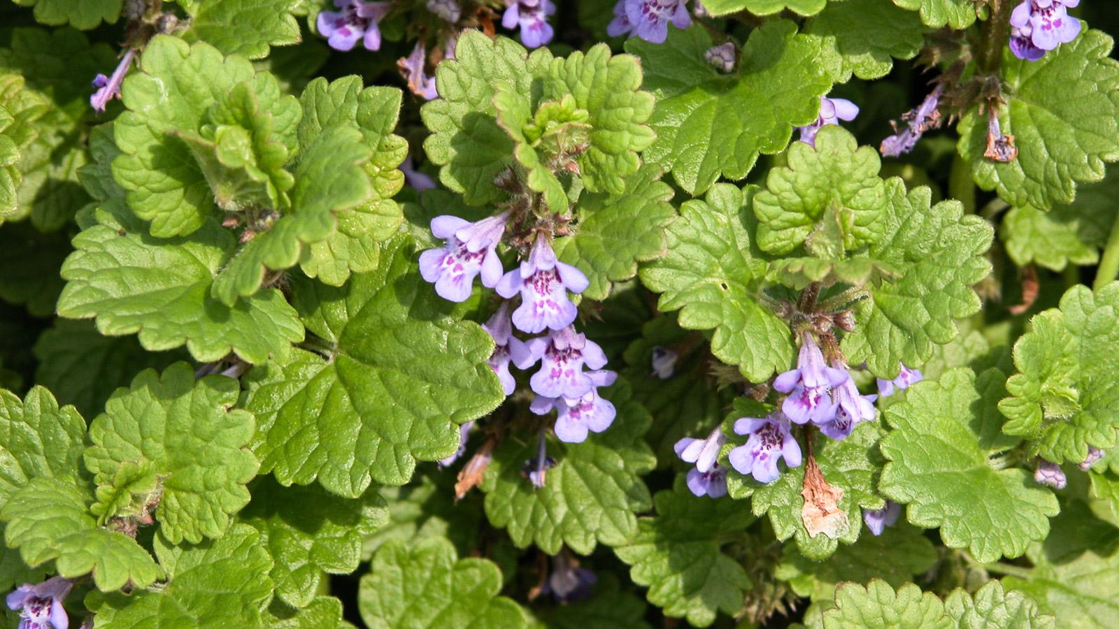 Weeds That Look Like Flowers