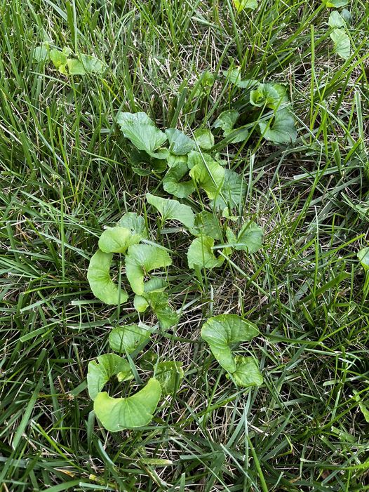 Get Rid Of Weeds In Lawn Naturally 