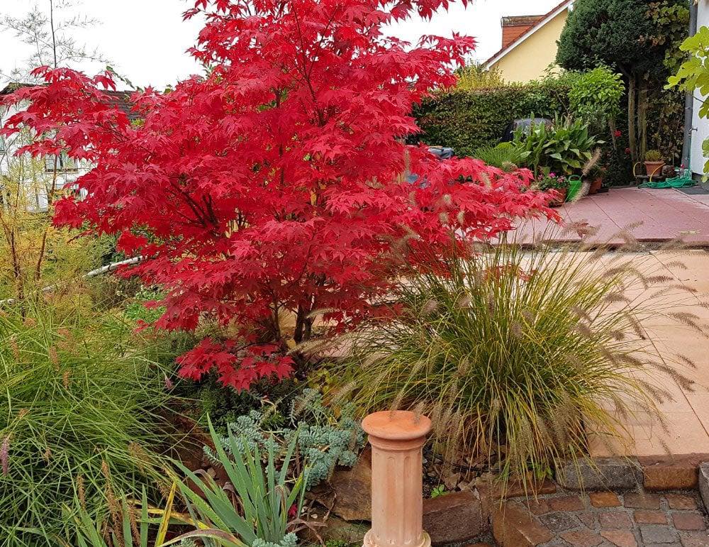 Landscaping Plants That Look Good Year Round