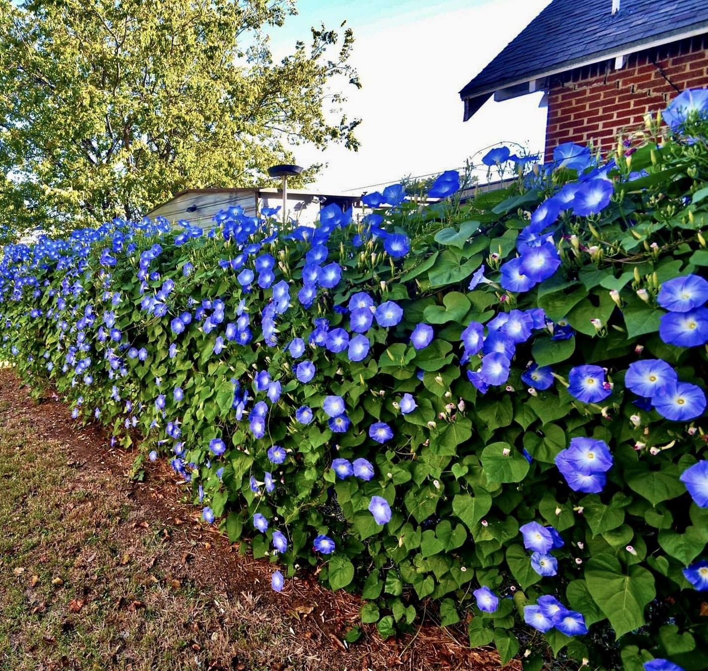 Best plants for fence line full sun