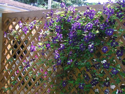 What To Plant Along The Fence Line