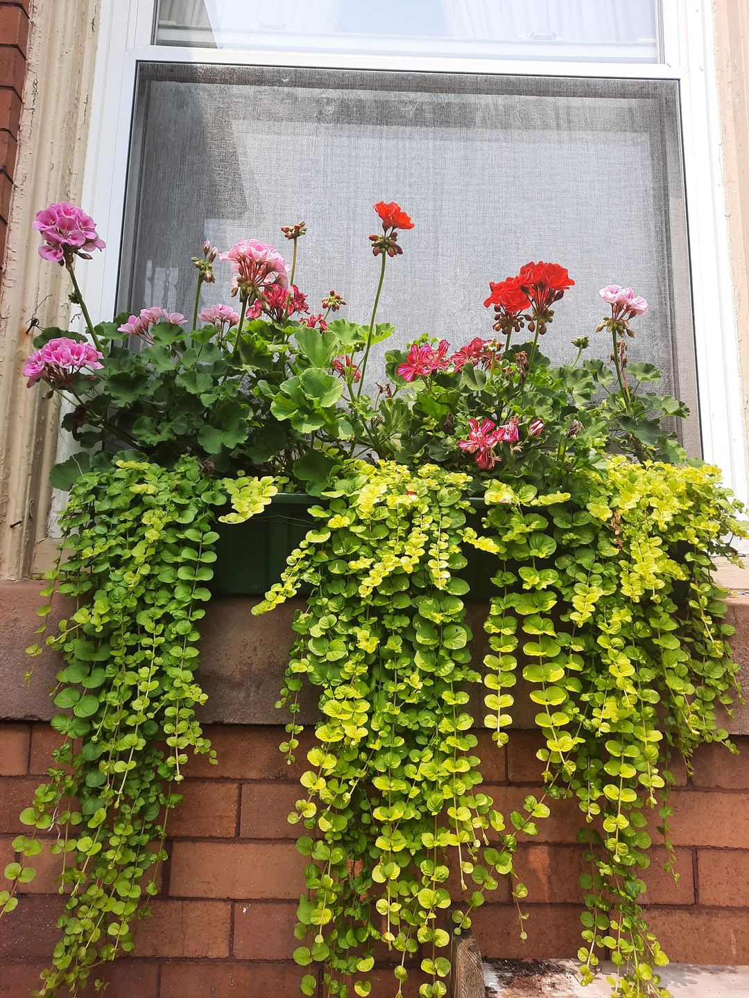 15 Best Potted Plants For Porch (Shaded And Full Sun)