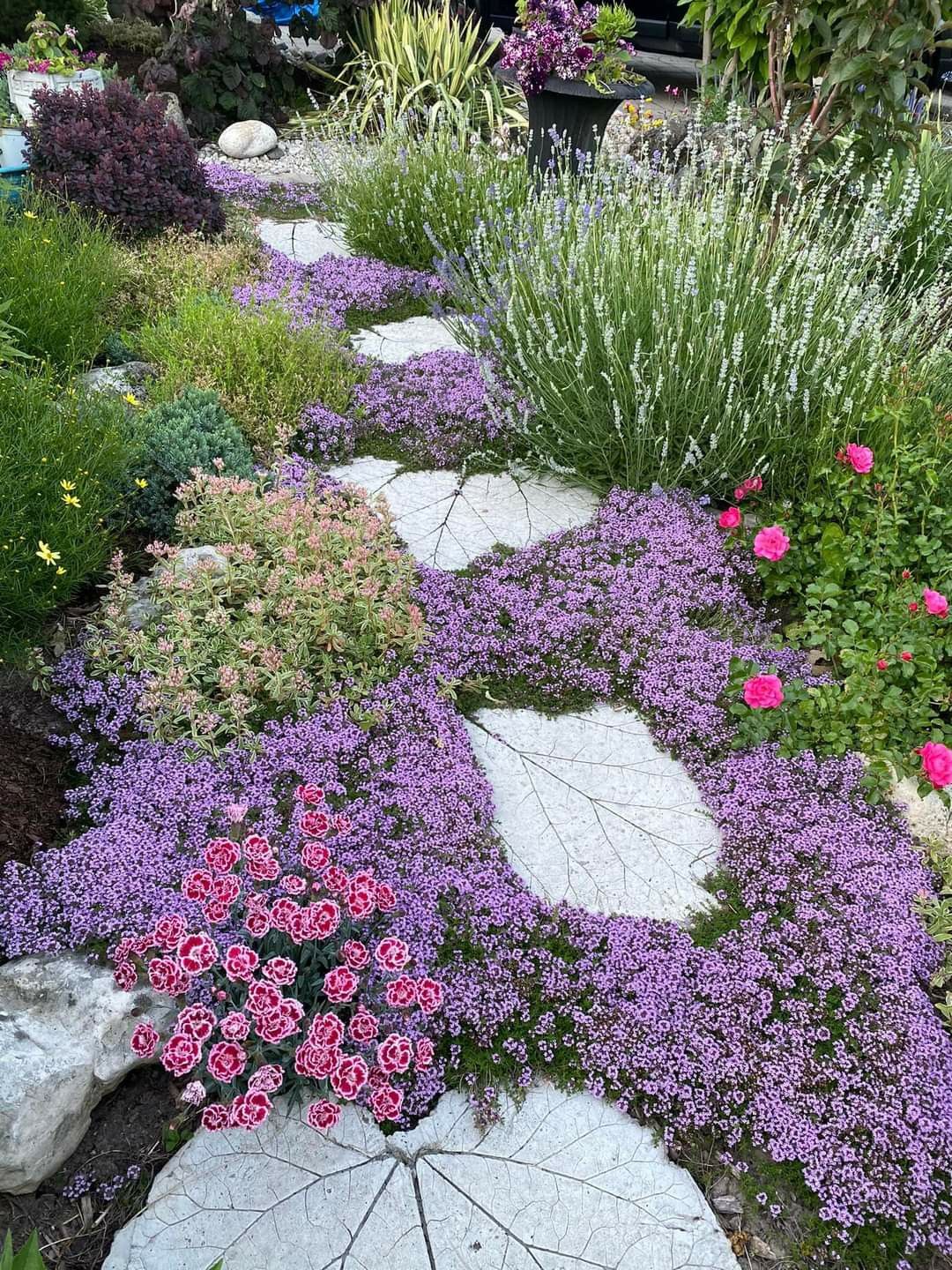 Creeping thyme Ground Cover
