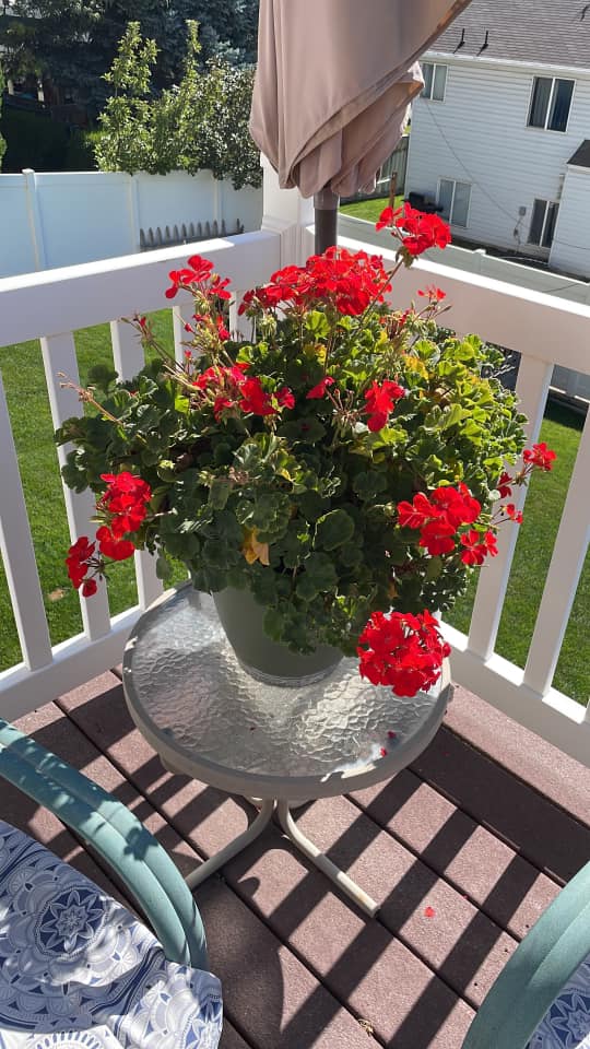 best potted plants for front porch
