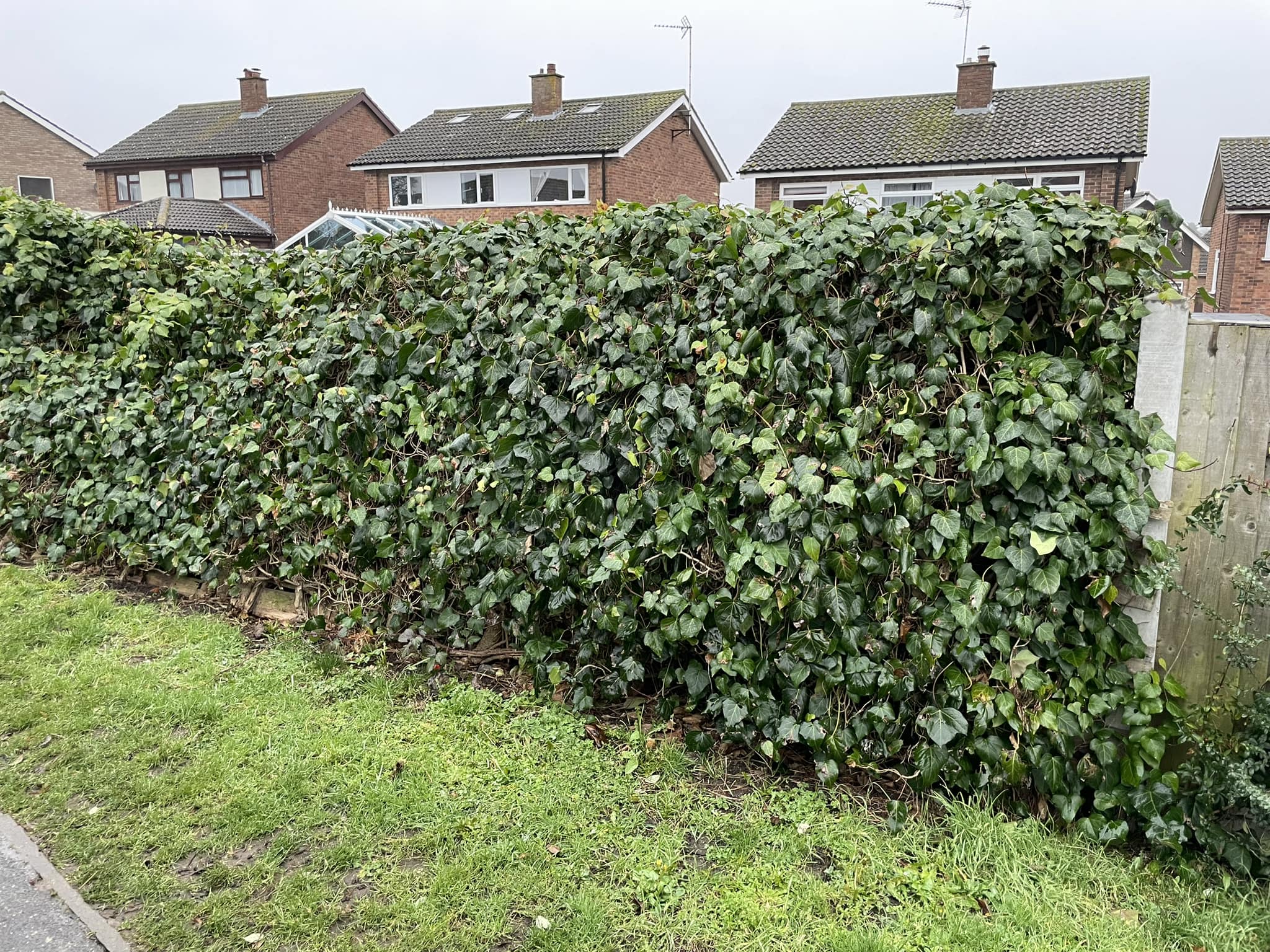 what to plant along fence line for privacy