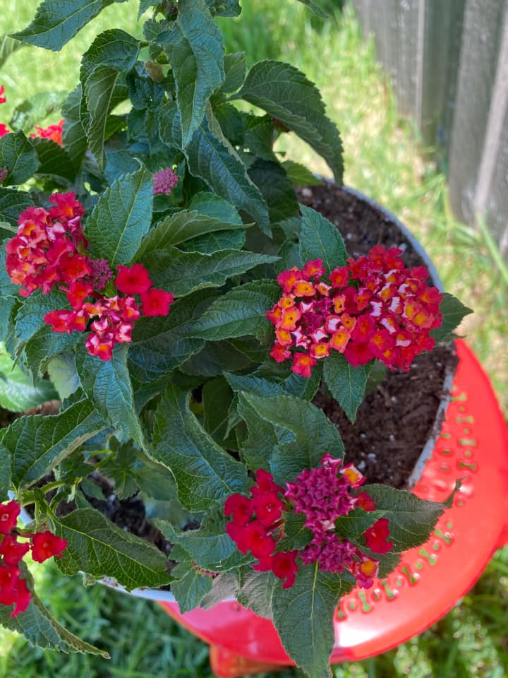 best potted plants for full sun porch
