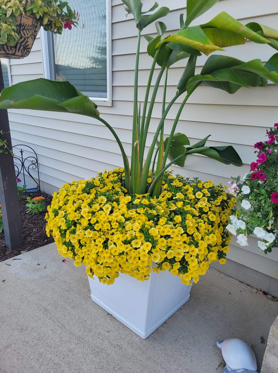 Potted plants for front porch