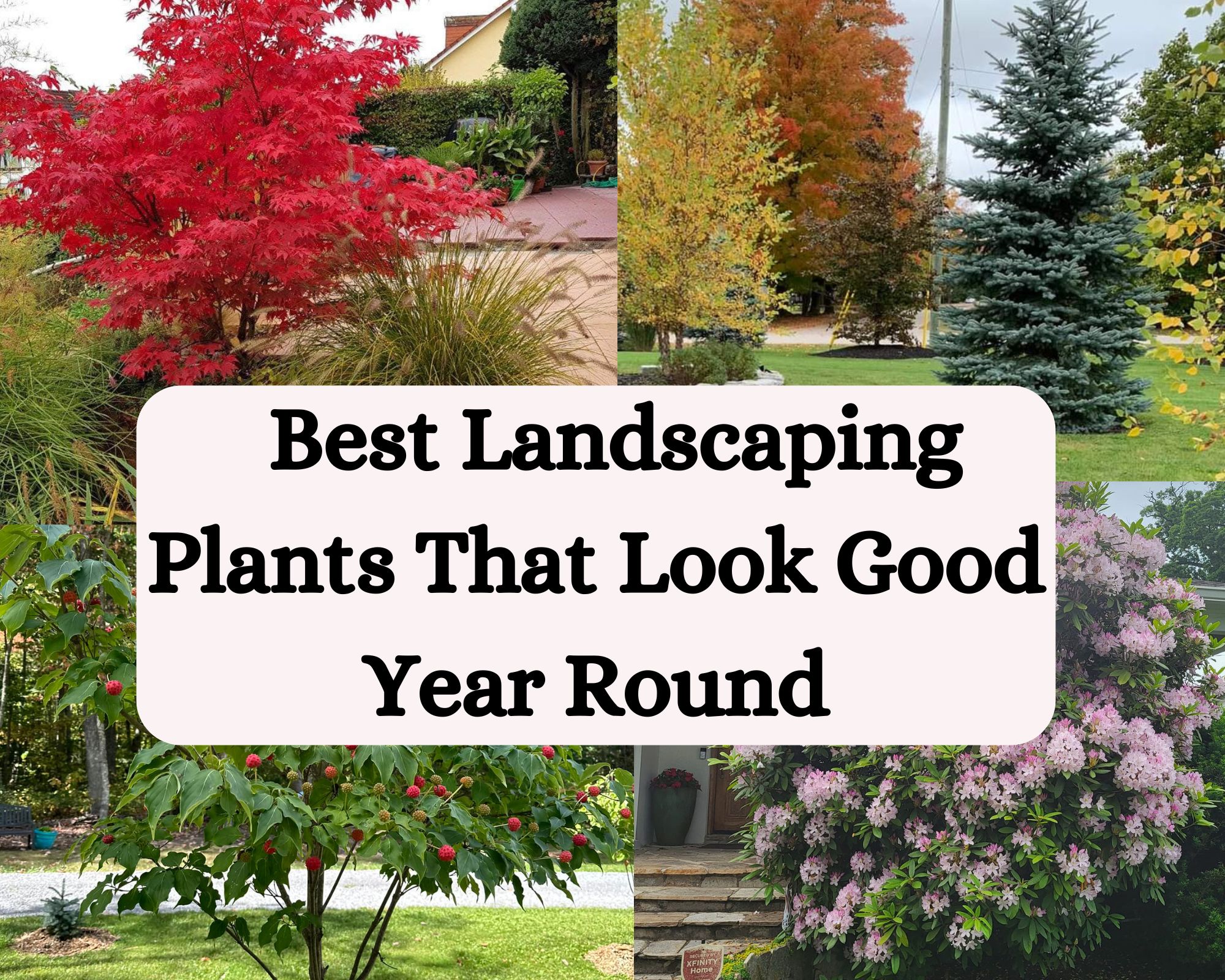  The Best Landscaping Plants That Look Good Year Round