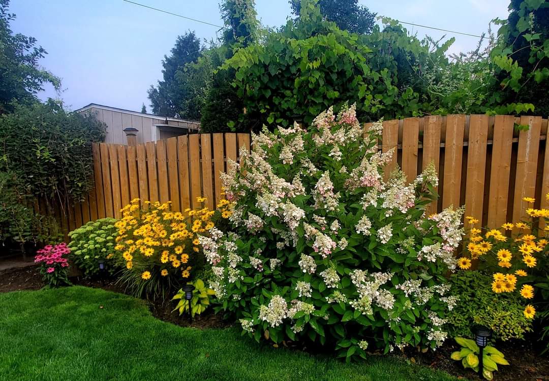 what to plant along the fence line