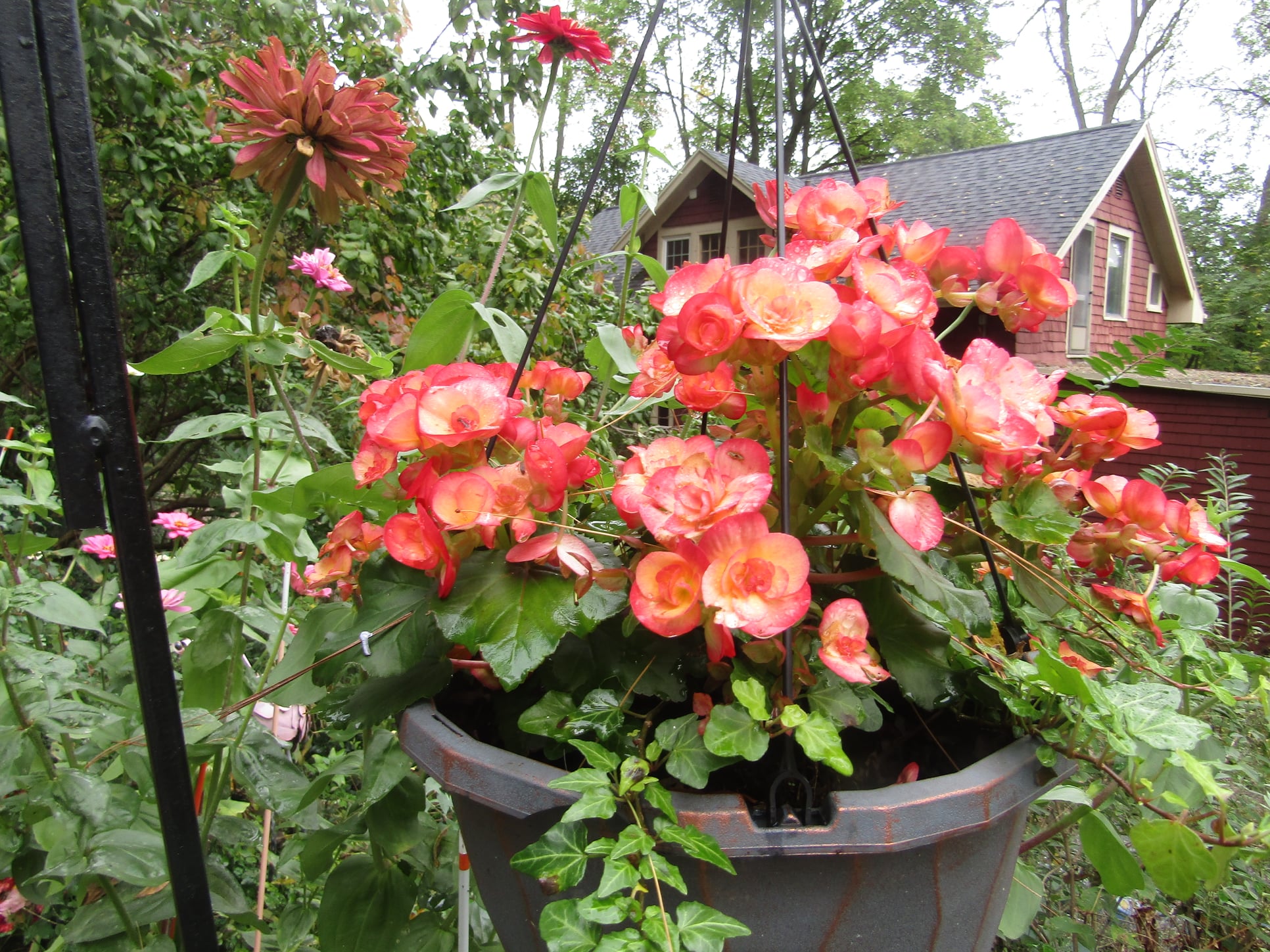 Best Potted Plants For Shaded Porches