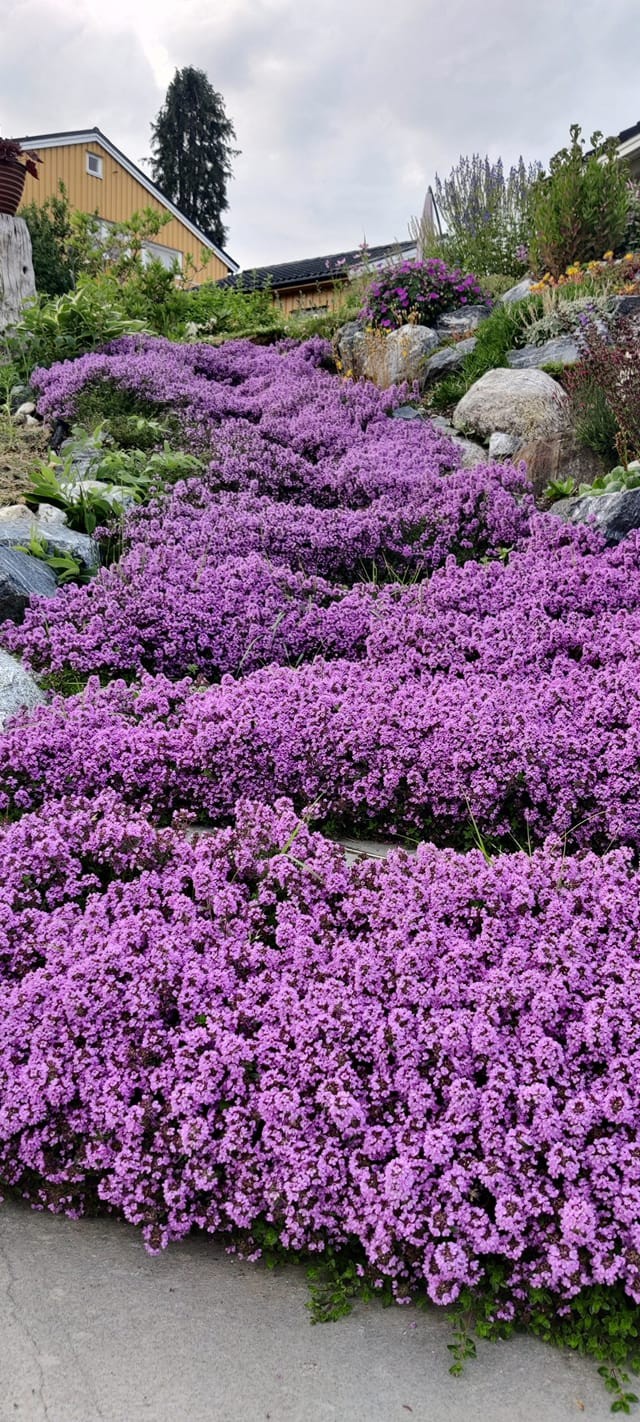 Fast Growing Ground Cover That Chokes Out Weeds