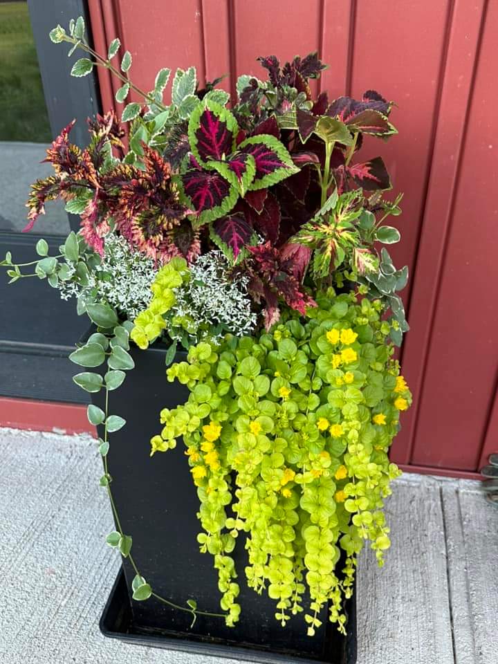 best potted plants for front porch