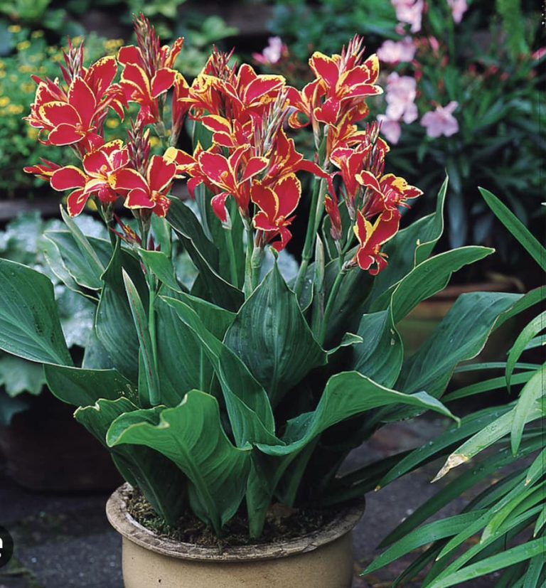15 Best Potted Plants For Porch (Shaded And Full Sun)