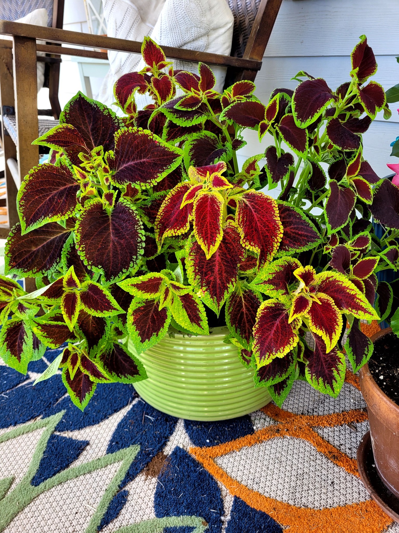 best potted plants for shaded porch