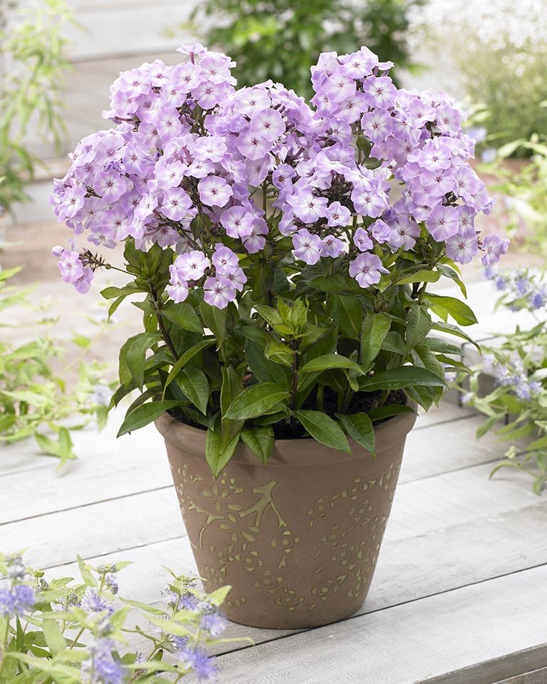 best potted plants for shaded porch