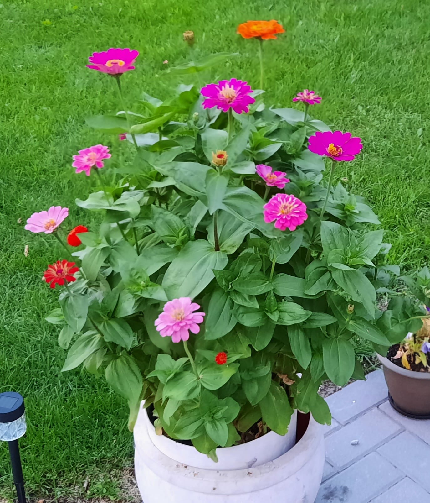 Best potted plants for full sun porch low maintenance