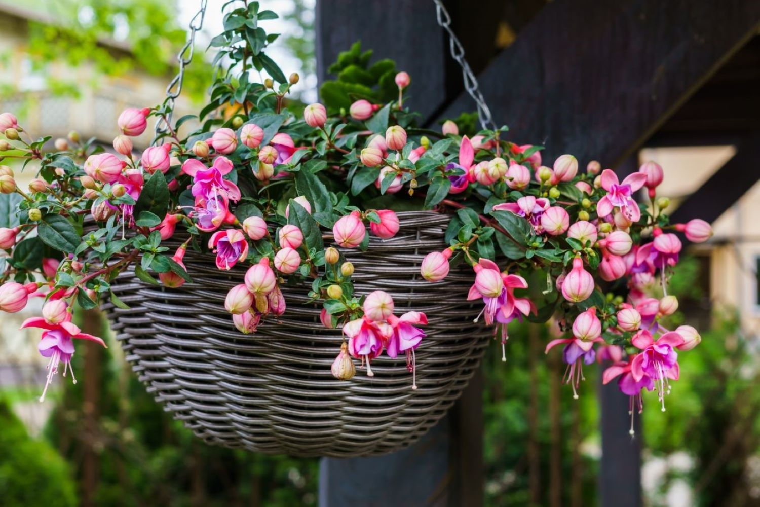 Potted plants for shaded porch