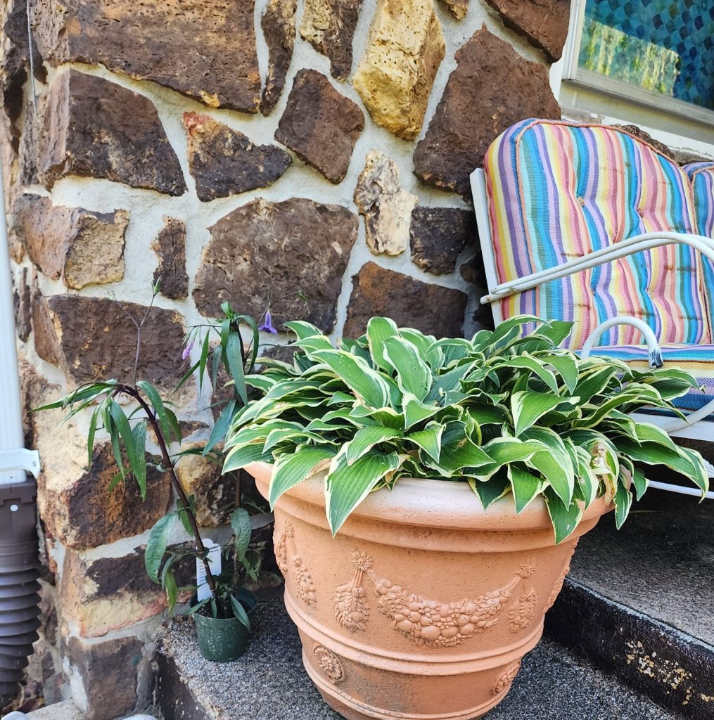 15 Best Potted Plants For Porch (Shaded And Full Sun)