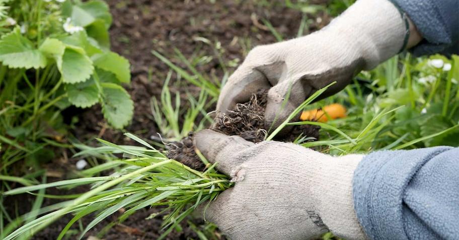 Easiest Way To Pull Weeds Faster By Hand