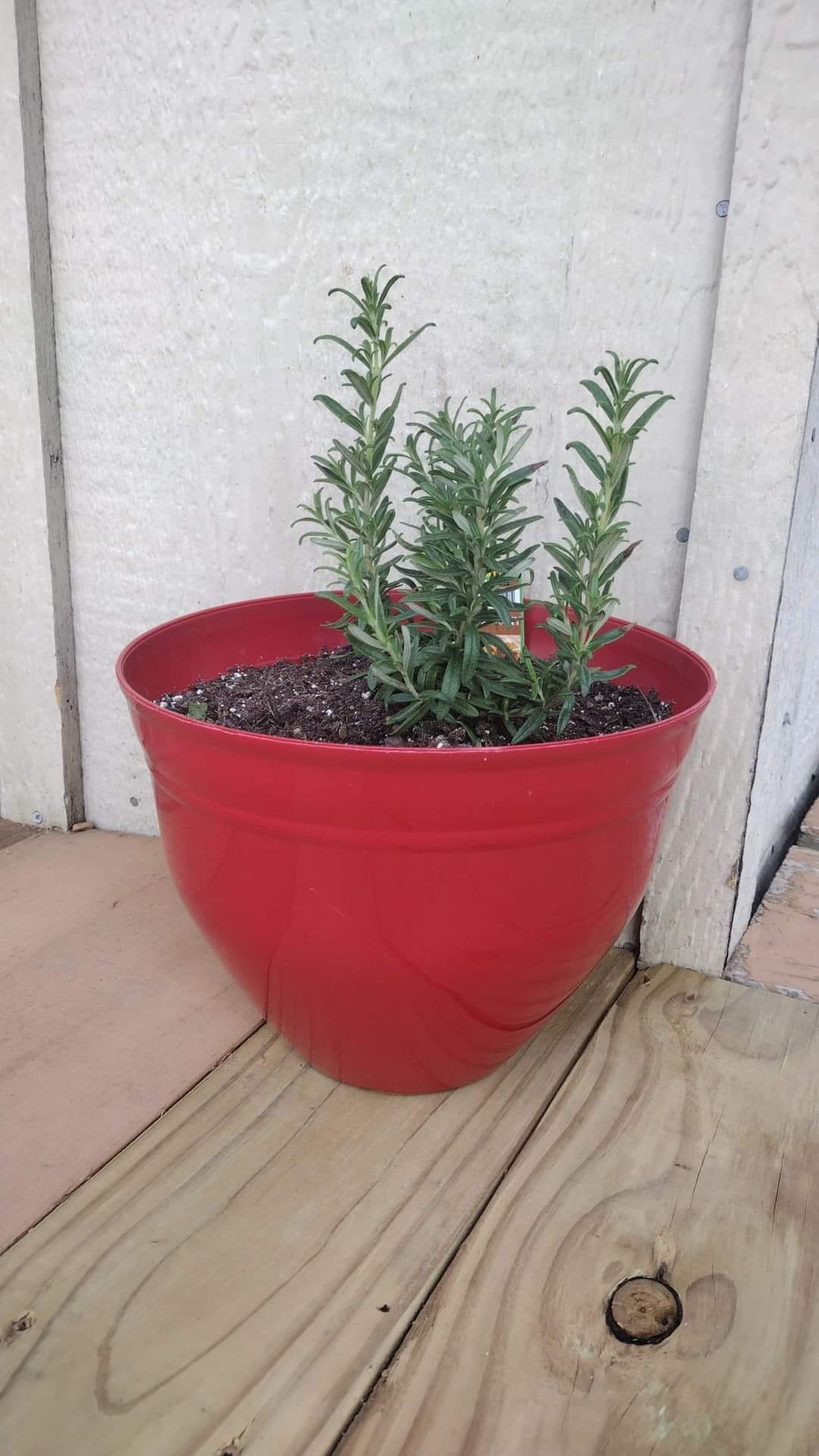 best potted plants for front porch