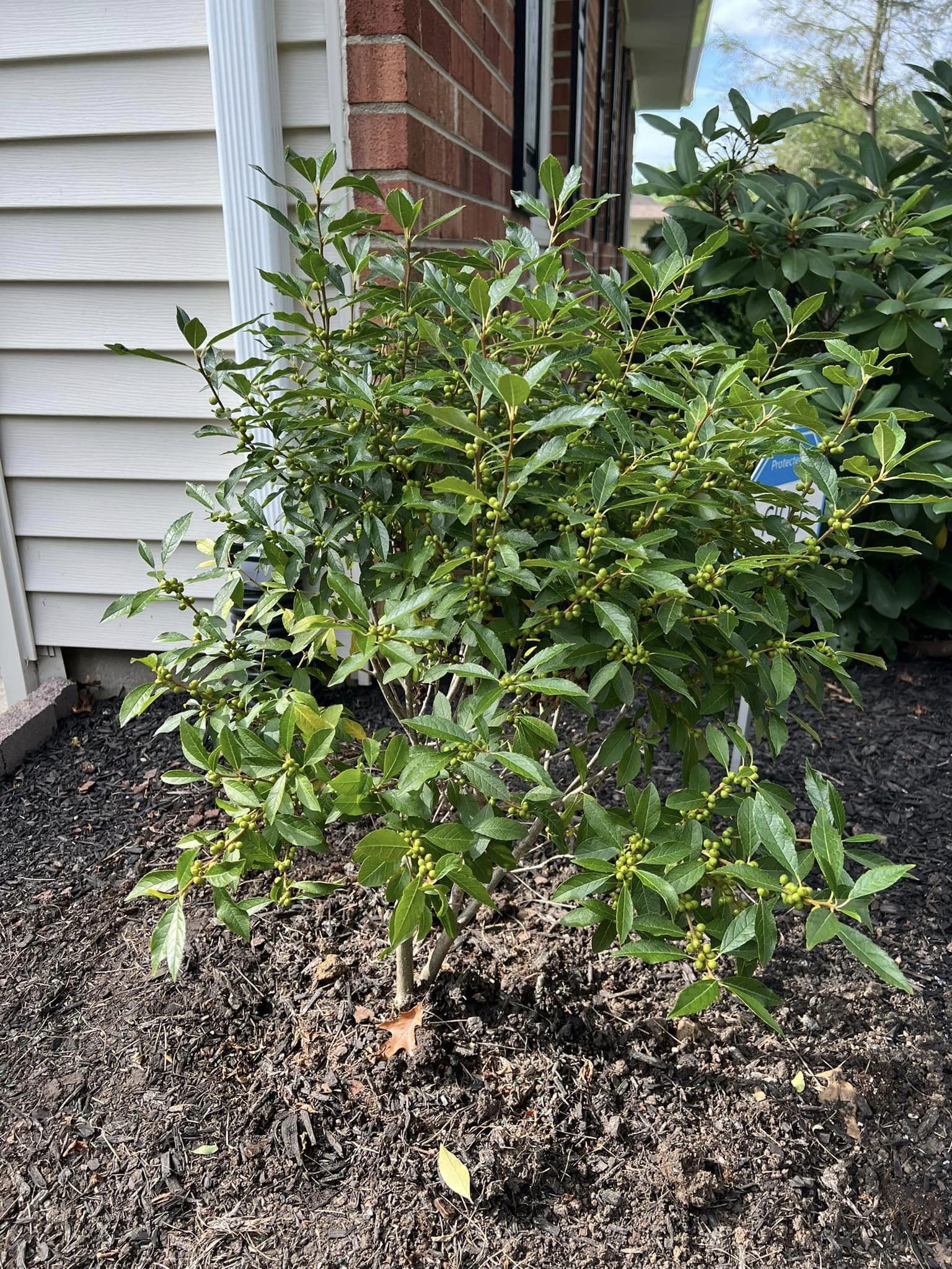 plants for a muddy backyard 