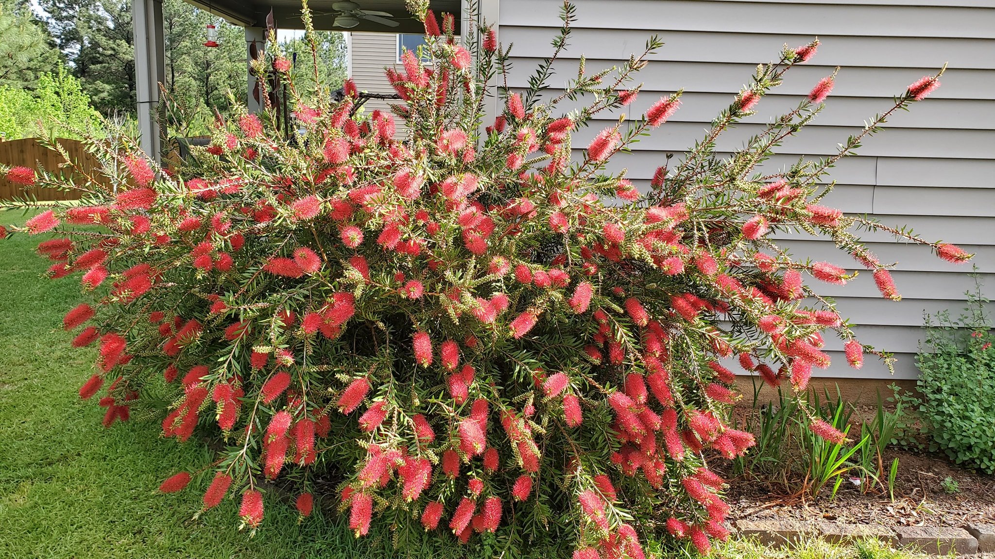 Shrubs For Front of House to Boost Your Curb Appeal